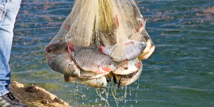 Reconoce la Conapesca esfuerzos de acuacultura y pesca sostenibles