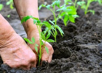 Soluciones vegetales contrarrestan el uso de insumos químicos