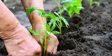 Soluciones vegetales contrarrestan el uso de insumos químicos