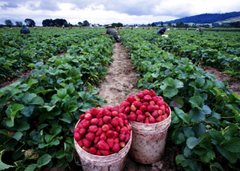 Valle del Yaqui apuesta al futuro por la agricultura orgánica