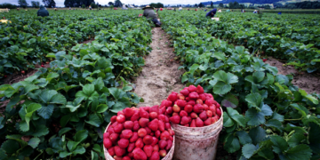 Valle del Yaqui apuesta al futuro por la agricultura orgánica