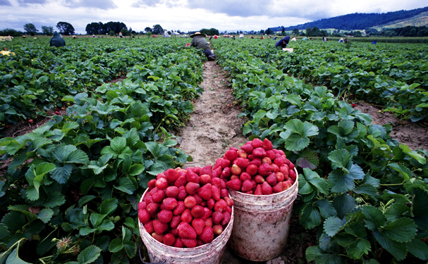 Valle del Yaqui apuesta al futuro por la agricultura orgánica