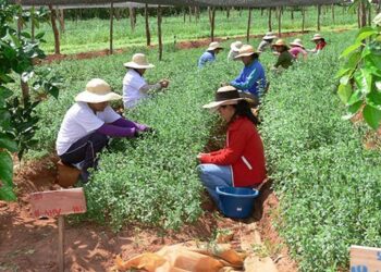 Agricultores eficientes y organizados en cooperativas