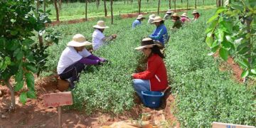 Agricultores eficientes y organizados en cooperativas