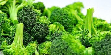 Concentrado de brócoli, alternativa en tratamiento de diabetes tipo 2