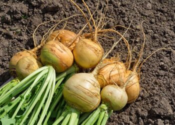 Invertir para obtener valor