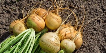 Invertir para obtener valor