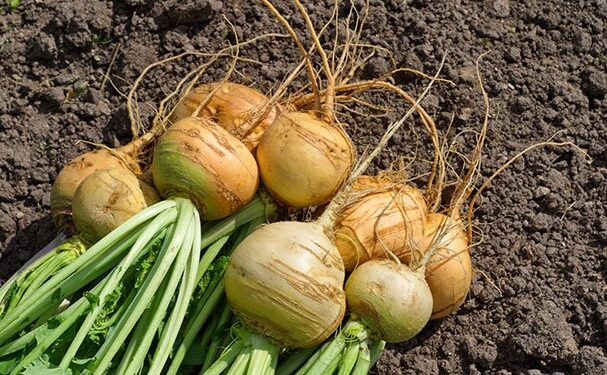 Invertir para obtener valor