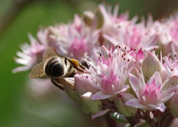Insumos para la seguridad alimentaria