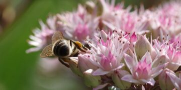 Insumos para la seguridad alimentaria