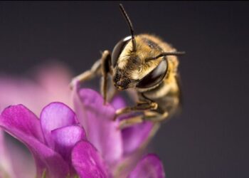 Insumos para la seguridad alimentaria