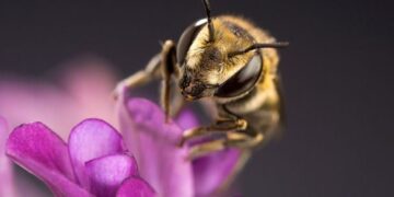 Insumos para la seguridad alimentaria