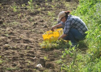 ¿Por qué es importante la materia orgánica en la acción biológica del suelo?