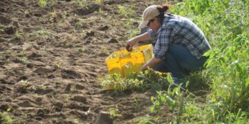 ¿Por qué es importante la materia orgánica en la acción biológica del suelo?