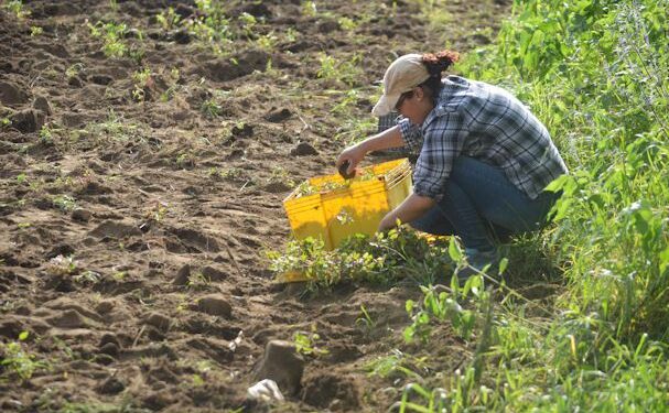 ¿Por qué es importante la materia orgánica en la acción biológica del suelo?