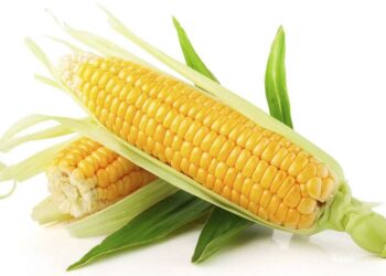Maíz mejorado: más opciones para los agricultores