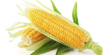 Maíz mejorado: más opciones para los agricultores