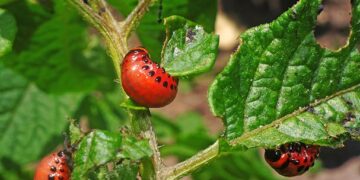 Aprender a vivir entre bichos