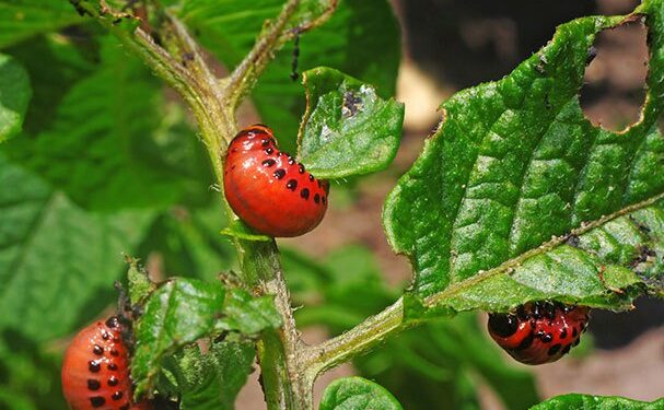 Aprender a vivir entre bichos