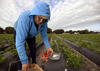 Red agrologística aportaría 100 mil mdp a México