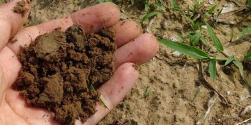 Súperbacterias para mejorar los suelos