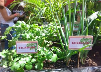 Agricultura urbana y periurbana: fuente complementaria de alimentos