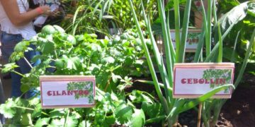 Agricultura urbana y periurbana: fuente complementaria de alimentos