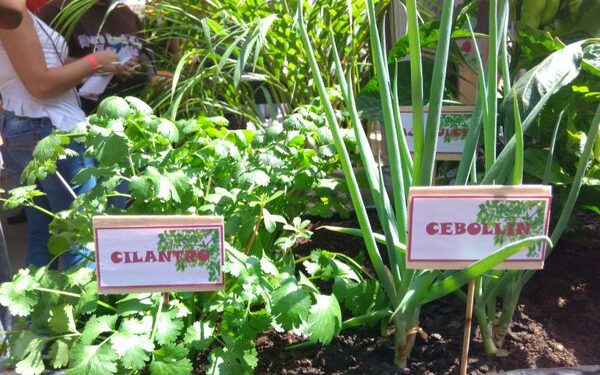 Agricultura urbana y periurbana: fuente complementaria de alimentos