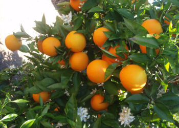 Afecta a productores de Florida acuerdo comercial con México