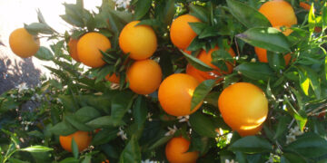 Afecta a productores de Florida acuerdo comercial con México