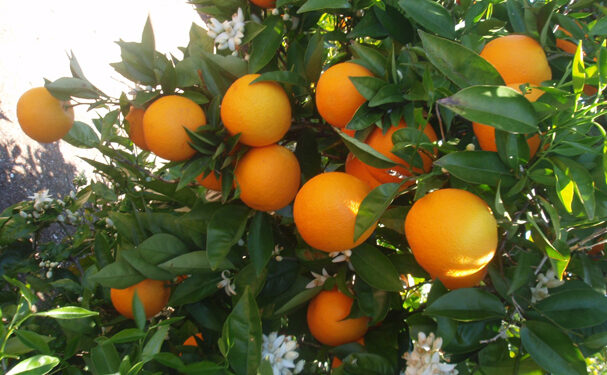 Afecta a productores de Florida acuerdo comercial con México