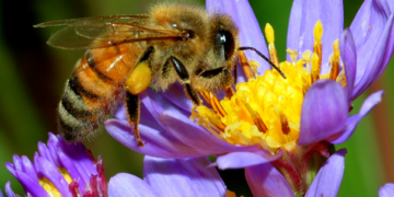 Crean vacuna para proteger a las abejas