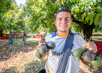 Cuatro municipios de Michoacán son declarados libres de plagas del aguacate