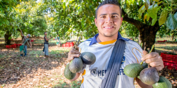 Cuatro municipios de Michoacán son declarados libres de plagas del aguacate