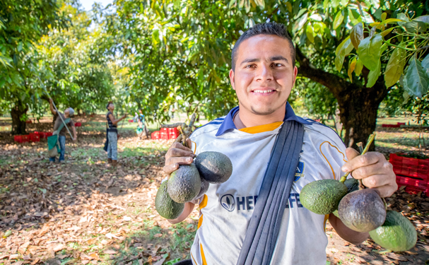 Cuatro municipios de Michoacán son declarados libres de plagas del aguacate