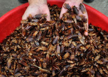 Cucarachas criadas en granjas combaten residuos de alimentos