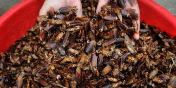 Cucarachas criadas en granjas combaten residuos de alimentos