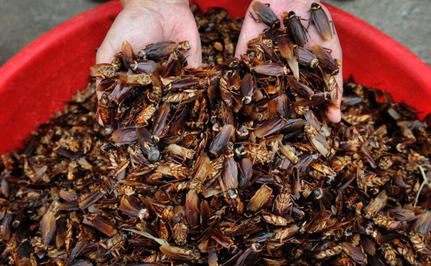Cucarachas criadas en granjas combaten residuos de alimentos
