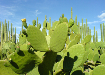 Destacan aportación del nopal a la economía de México