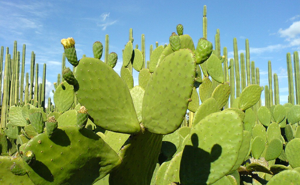 Destacan aportación del nopal a la economía de México