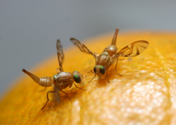 El misterio detrás de las moscas de la fruta