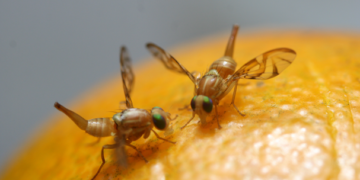 El misterio detrás de las moscas de la fruta