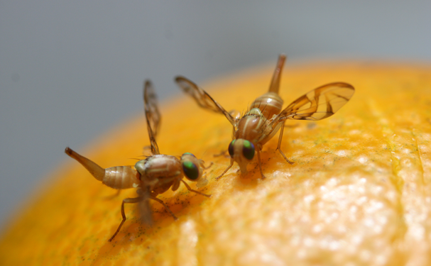 El misterio detrás de las moscas de la fruta