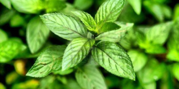 Especialista pide “escuchar” a las plantas