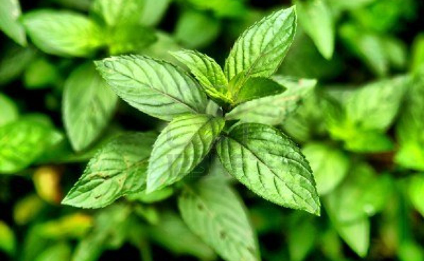 Especialista pide “escuchar” a las plantas