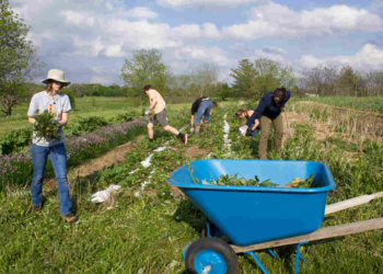 Evalúan impacto climático de la agricultura ecológica