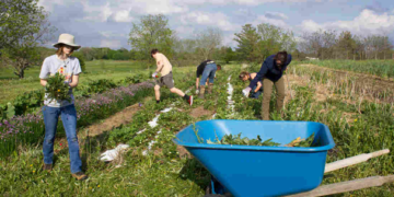 Evalúan impacto climático de la agricultura ecológica