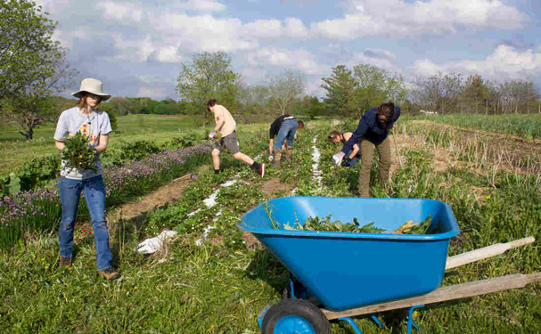 Evalúan impacto climático de la agricultura ecológica