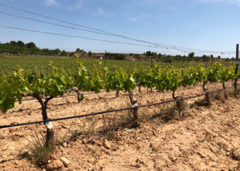 La UE prolonga autorización para pesticidas a base de cobre en orgánicos