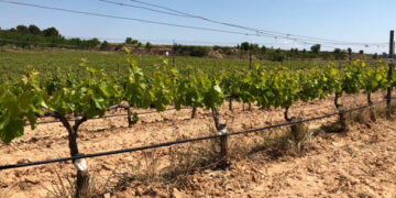 La UE prolonga autorización para pesticidas a base de cobre en orgánicos